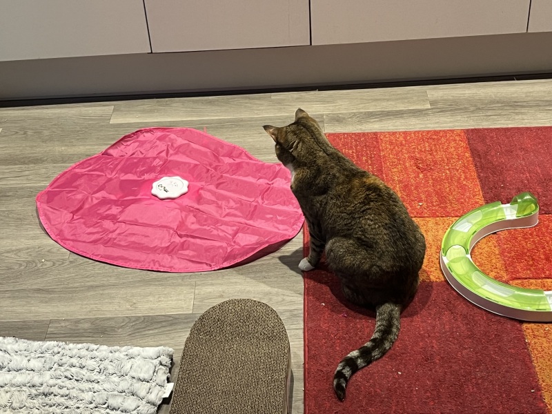 Lap dances, strippers and punch-ups - the Excellent Cats arrange a stag party