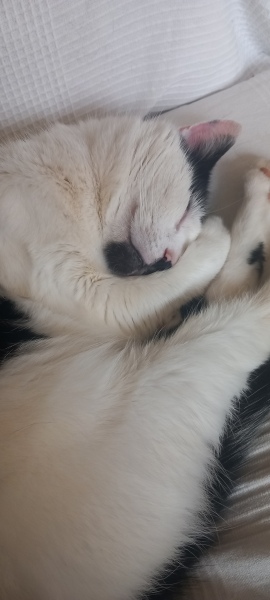 Lap dances, strippers and punch-ups - the Excellent Cats arrange a stag party