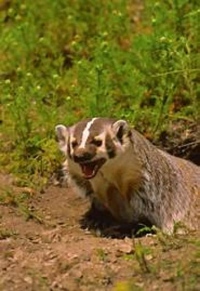 The Bluestocking. All gerbils welcome, must have own frou-frou skirt.