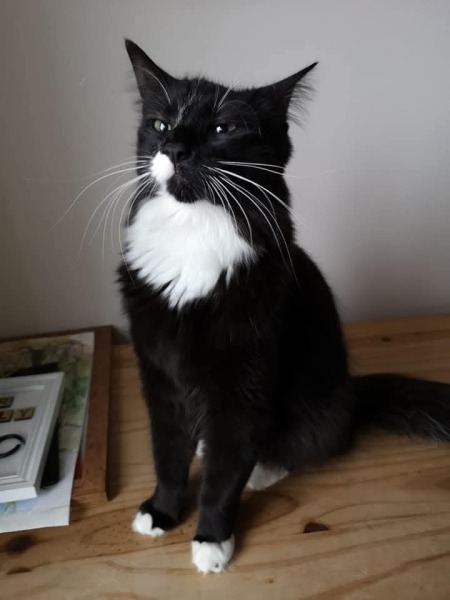 Black and white cats. (pics please!)