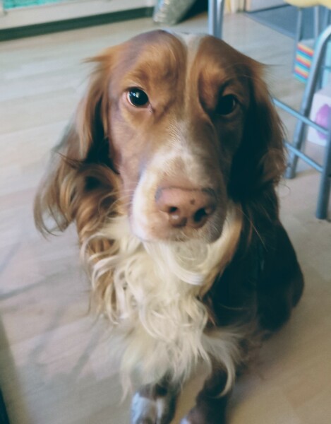 Adolescent Dog Survival Thread - get teenage licks right through the night!