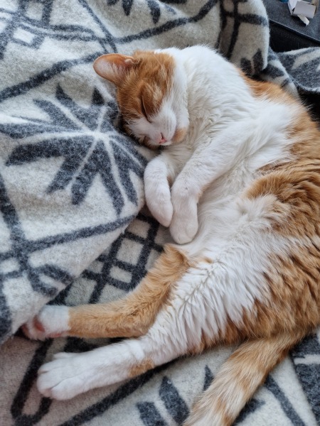 Can you ever 'finish' brushing a cat?