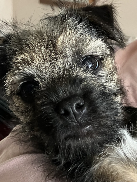 Puppy zoomies ... I'm not sure my poor heart can take much more!