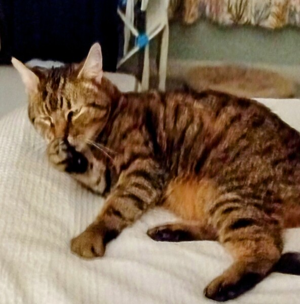 Lap dances, strippers and punch-ups - the Excellent Cats arrange a stag party