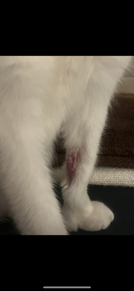 Help! Cat losing fur in patches?