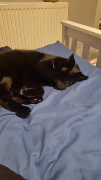 15 ye old cat vomiting not kidney, thyroid or diabetes