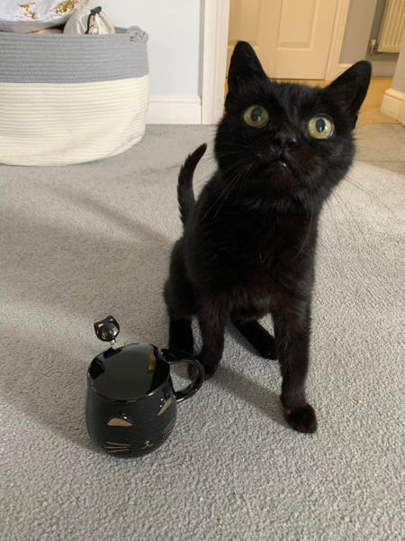 Ridiculous things we do for our cats