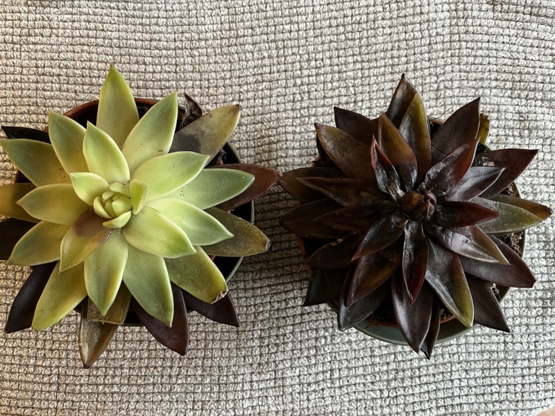 What is wrong with my plants?