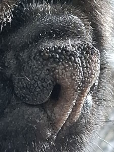 Dog with hyperkeratosis on nose, treatment?