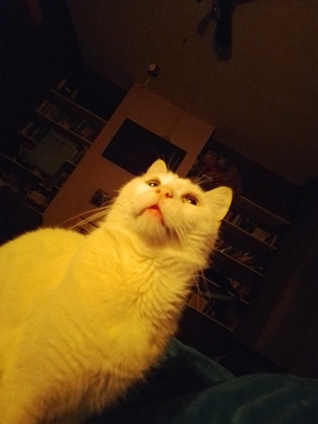 Lap dances, strippers and punch-ups - the Excellent Cats arrange a stag party