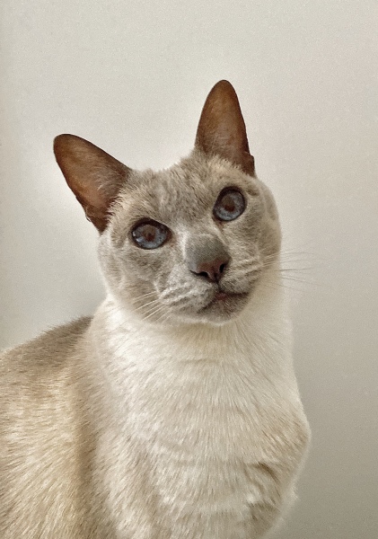 Siamese cats - what is the breed like?