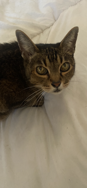 Ragdolls desperate to go outside