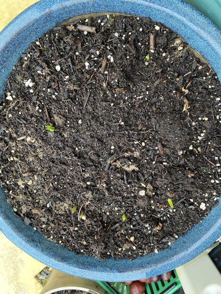 How is everyone's pot lasagnes coming along?