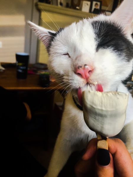 Cat has eaten bolognese sauce