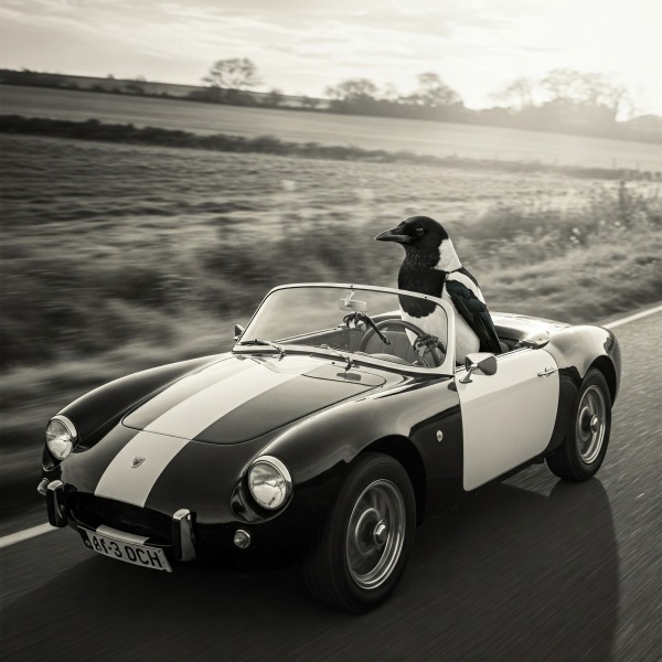 Roll up, Ladies and Gentlecreatures, the Bluestocking has been redecorated