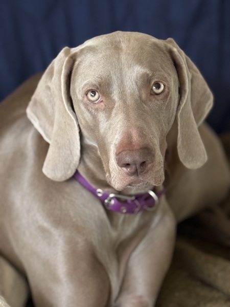 Buying a puppy. Breeder applying pressure for payment.