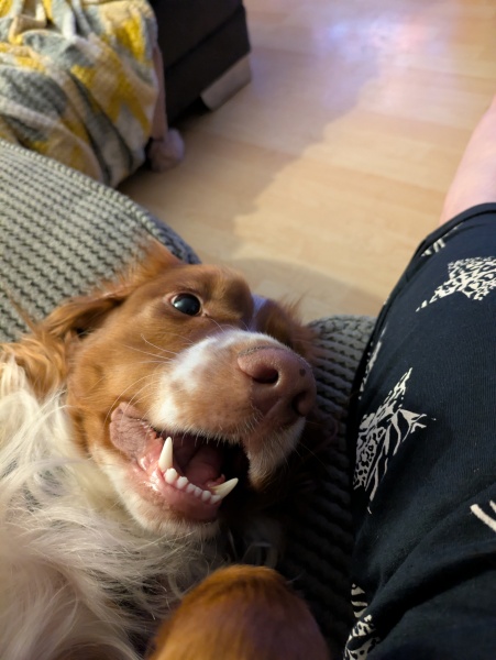 Adolescent Dog Survival Thread - get teenage licks right through the night!