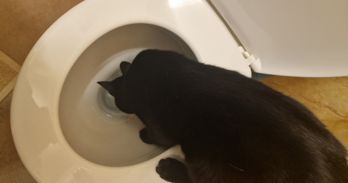 Thread 18 Starmer: All sides of the House agree apart from the Trump bootlickers