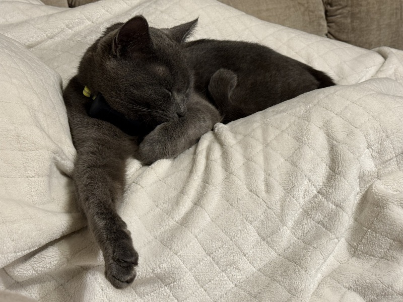 Lap dances, strippers and punch-ups - the Excellent Cats arrange a stag party