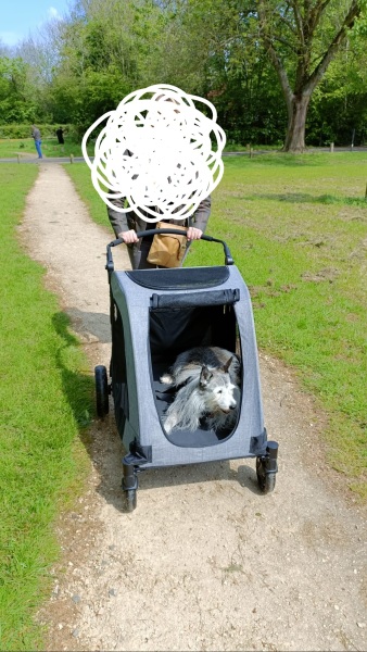 What would you think if you saw dogs in their own pram?