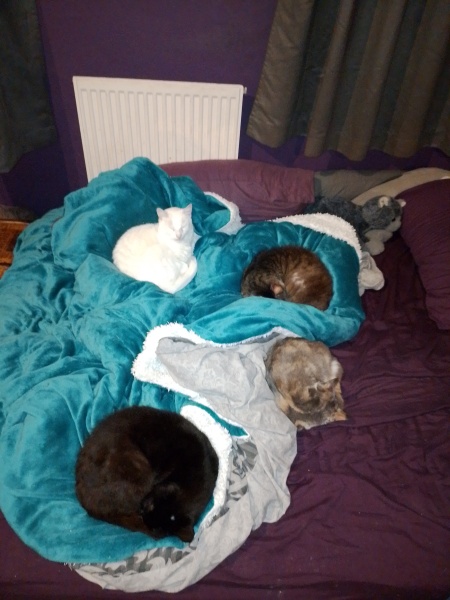 Lap dances, strippers and punch-ups - the Excellent Cats arrange a stag party