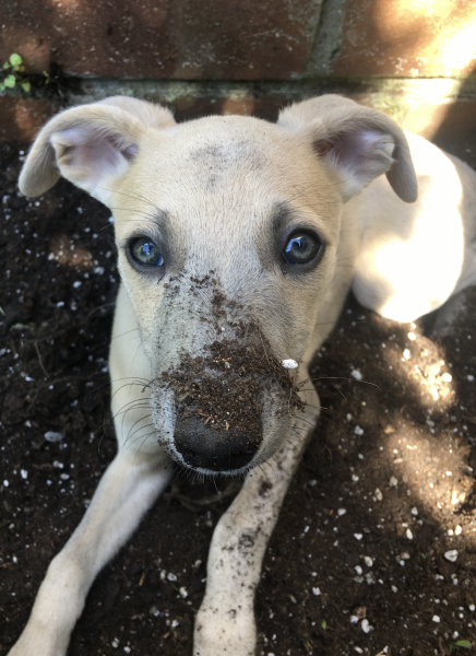 Buying a puppy. Breeder applying pressure for payment.