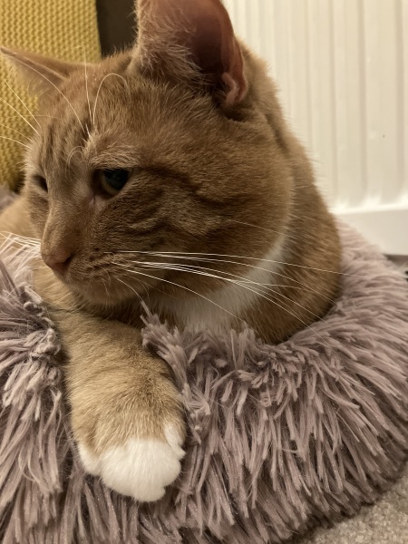Cat has eaten bolognese sauce