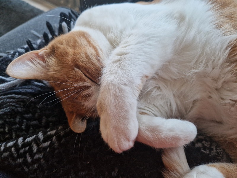 Lap dances, strippers and punch-ups - the Excellent Cats arrange a stag party