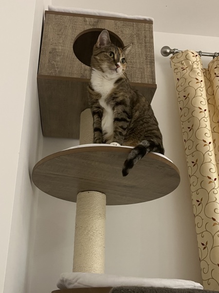 Lap dances, strippers and punch-ups - the Excellent Cats arrange a stag party