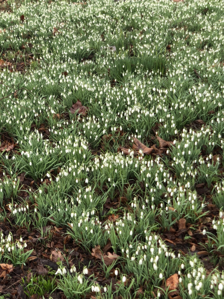Daffodil watch and other signs of spring
