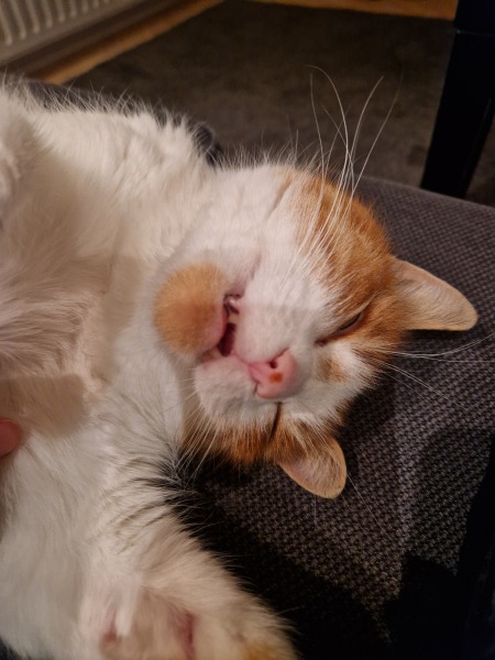 Show me the most unhinged looking photo you have of your cat