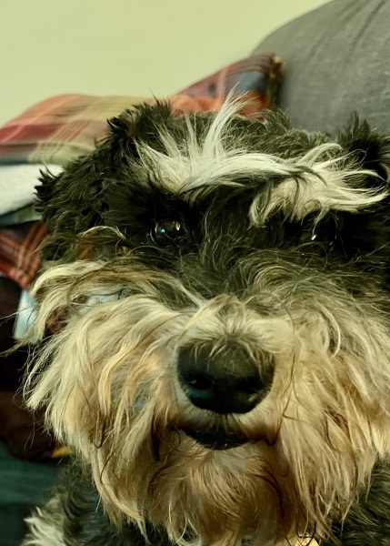 Thread 18 Starmer: All sides of the House agree apart from the Trump bootlickers