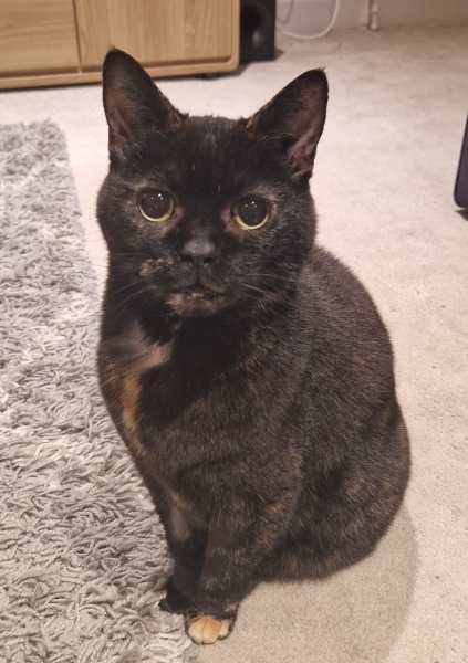Cat Refusing Water & now food after dental extraction - Any advice?