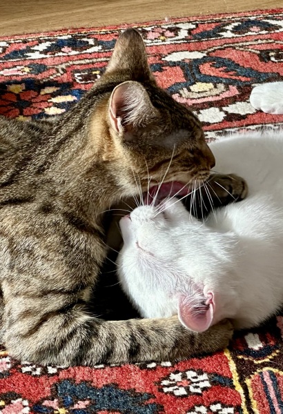 Lap dances, strippers and punch-ups - the Excellent Cats arrange a stag party