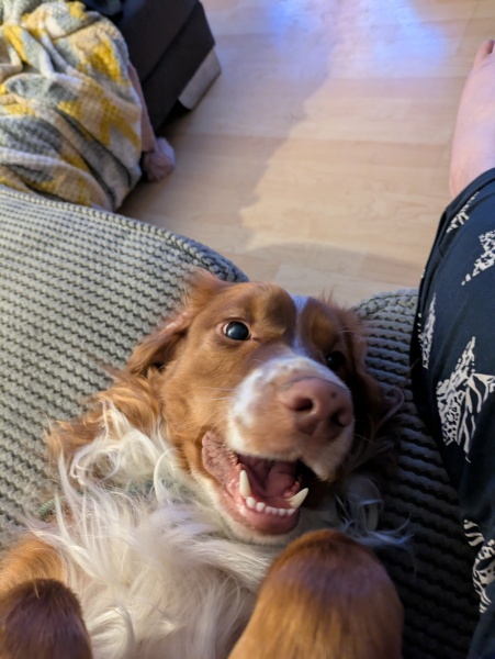 Adolescent Dog Survival Thread - get teenage licks right through the night!
