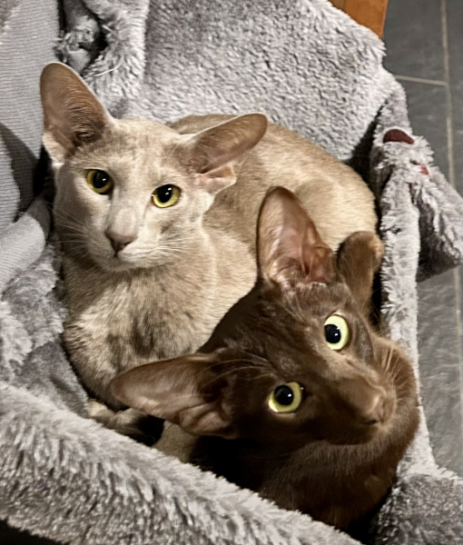 Siamese cats - what is the breed like?