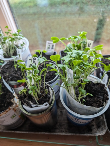 The sheer joy of planting seeds and watching them grow