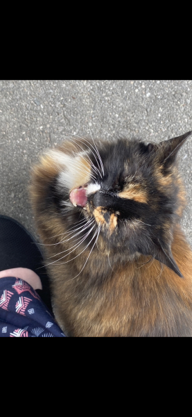 Show me the most unhinged looking photo you have of your cat