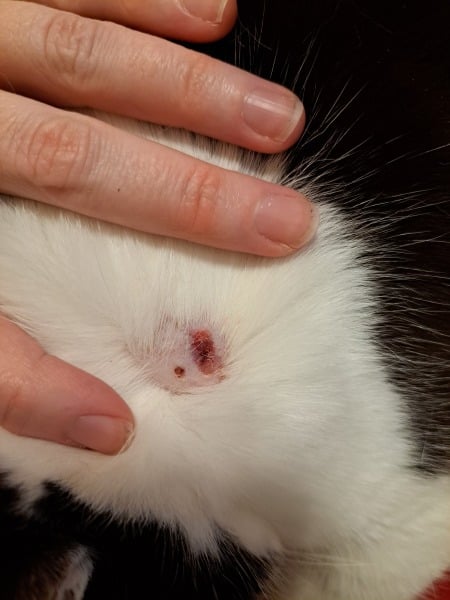 Does this look like a cat bite? Photo included