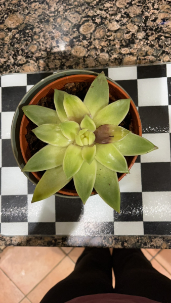 What is wrong with my plants?