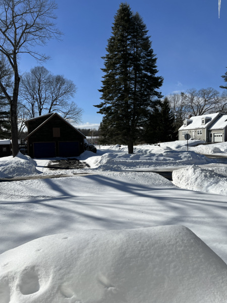 The Bluestocking. All gerbils welcome, must have own frou-frou skirt.