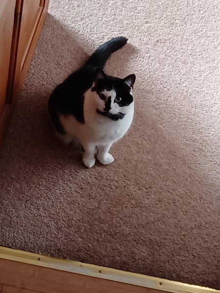 Black and white cats. (pics please!)
