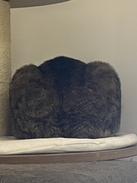 Lap dances, strippers and punch-ups - the Excellent Cats arrange a stag party