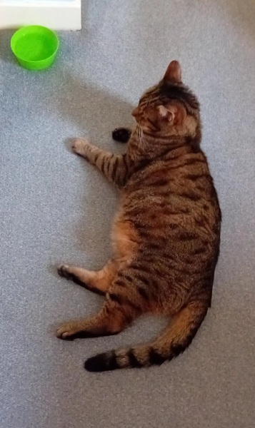 Lap dances, strippers and punch-ups - the Excellent Cats arrange a stag party