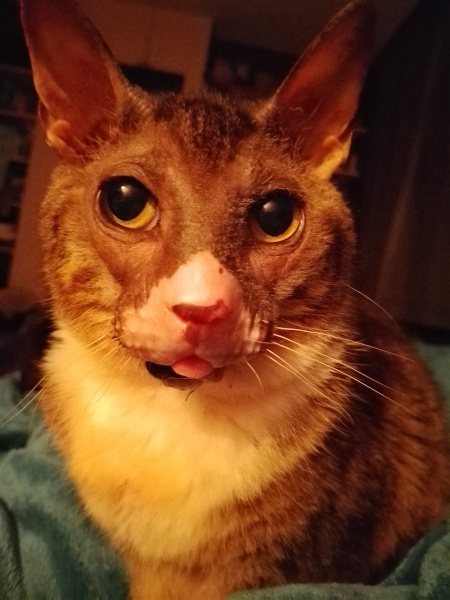 Lap dances, strippers and punch-ups - the Excellent Cats arrange a stag party