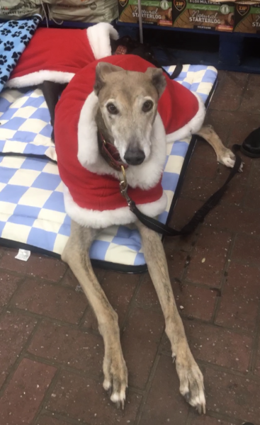 Romanian dog rescue