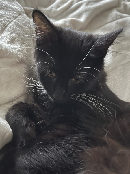 Please help! Cat peeing on bed- with us in it!