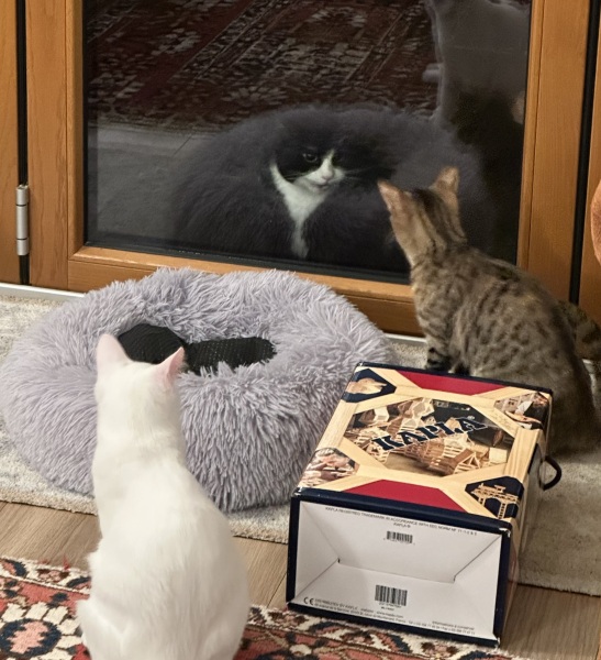 Lap dances, strippers and punch-ups - the Excellent Cats arrange a stag party