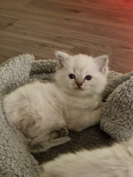 Ragdoll cats are not like typical cats...