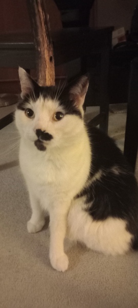 Lap dances, strippers and punch-ups - the Excellent Cats arrange a stag party